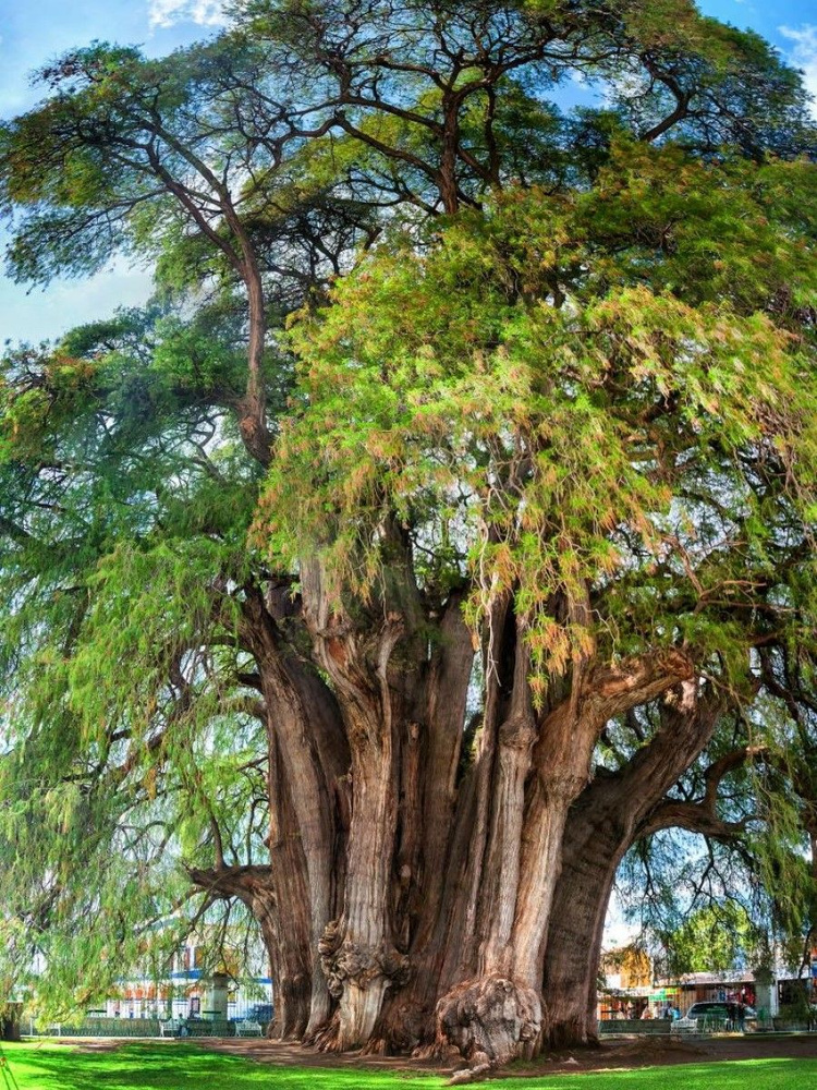 Семена Таксодиум Мексиканский (Taxodium huegelii), 10 штук #1