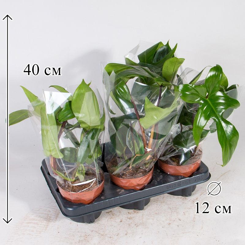 Филодендрон Флорида Грин 12/40 см #1