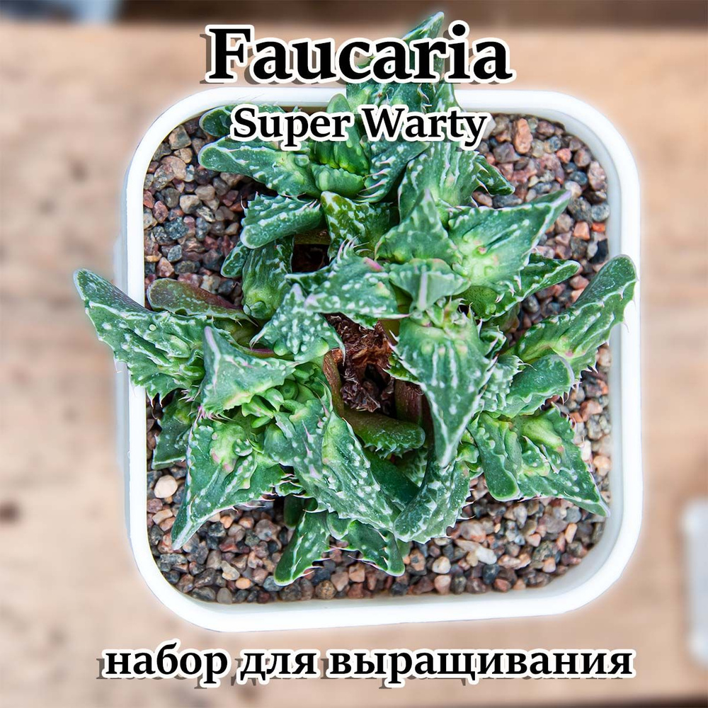 Суккулент Faucaria super warty набор для выращивания (семена, грунт, горшочек, инструкция по посеву). #1