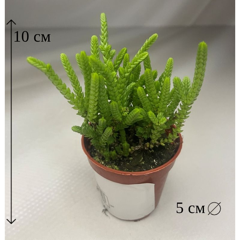 Крассула Ликоподиоидес 5/10 см #1
