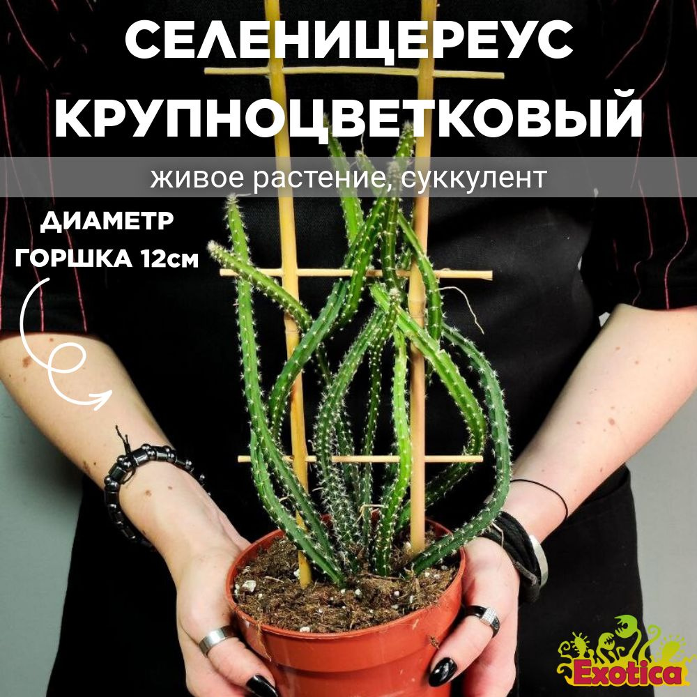 Кактус Селеницереус Крупноцветковый, или Кактус Царица Ночи (Selenicereus Grandiflorus) D12см  #1