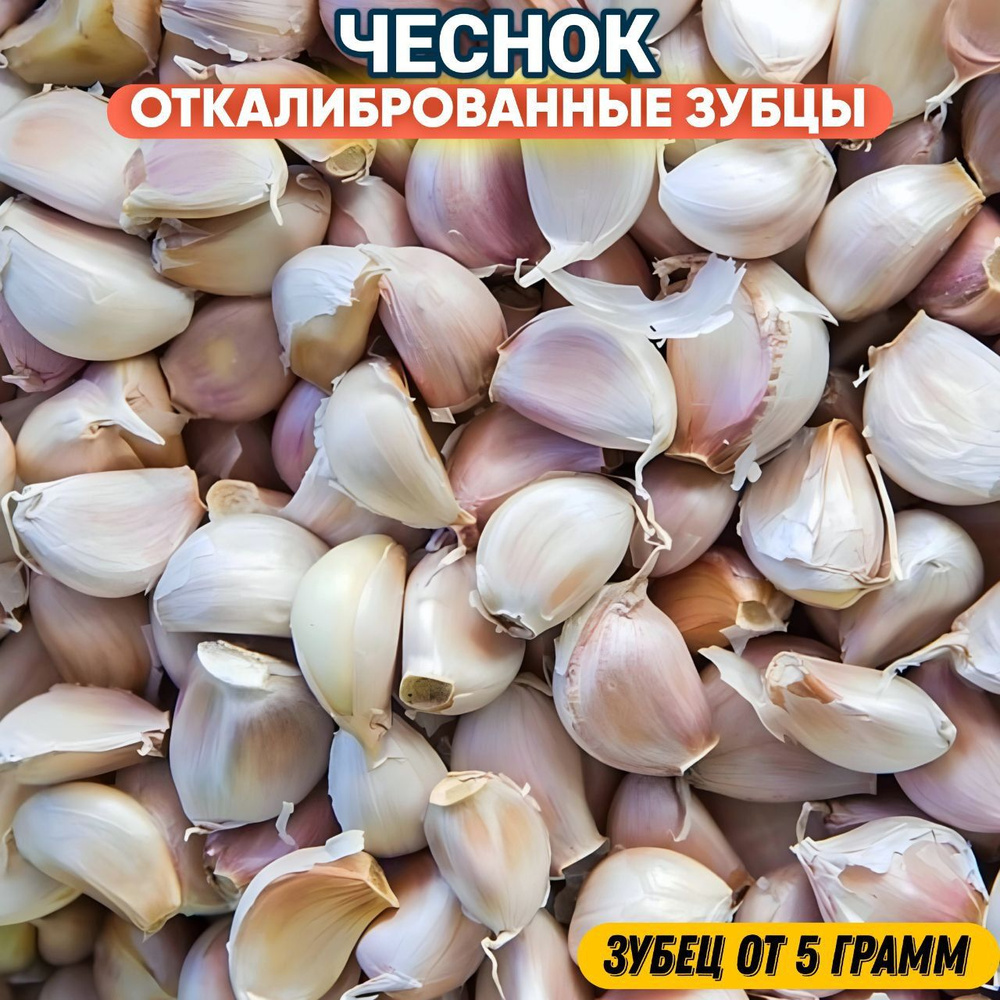 Чеснок "Любаша" зубцы от 200 грамм сортового откалиброванного чеснока "Любаша" + инструкция по выращиванию #1