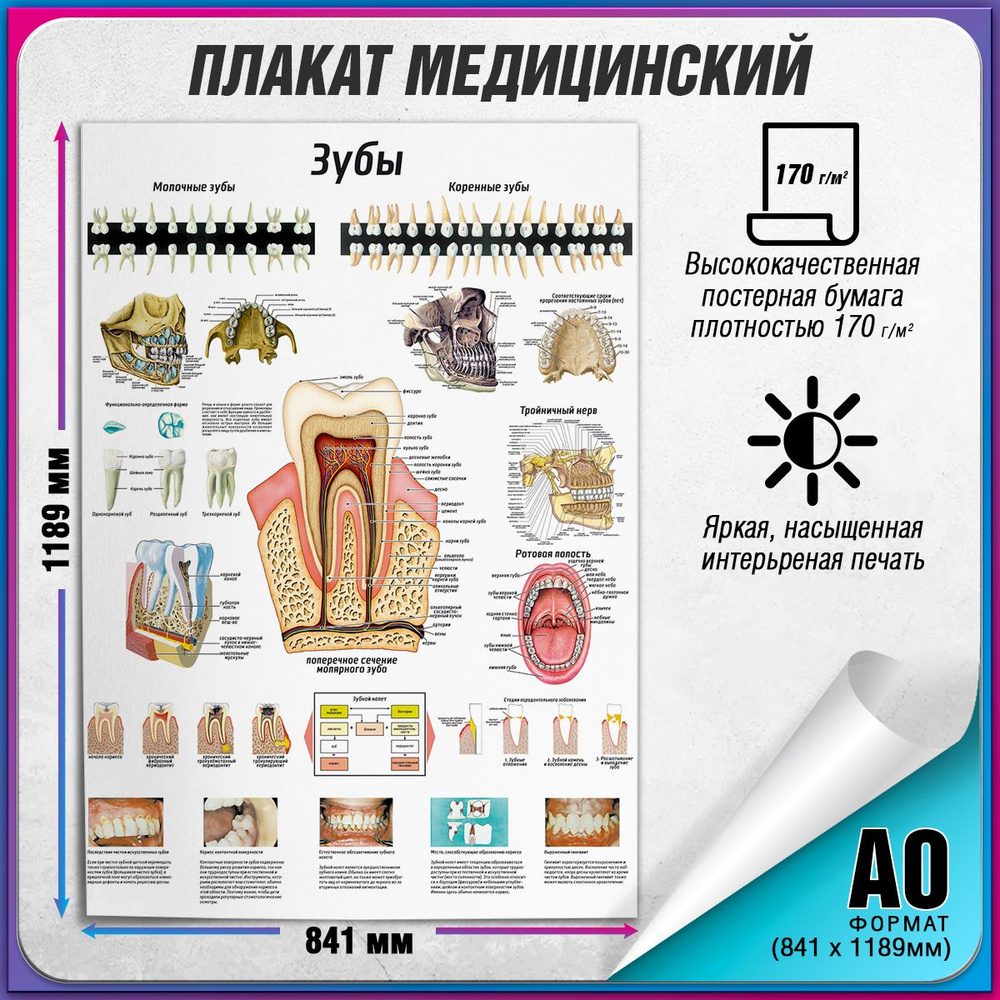 Информационный медицинский плакат "Анатомия зубов: строение, расположение" / А-0 (84x119 см.)  #1