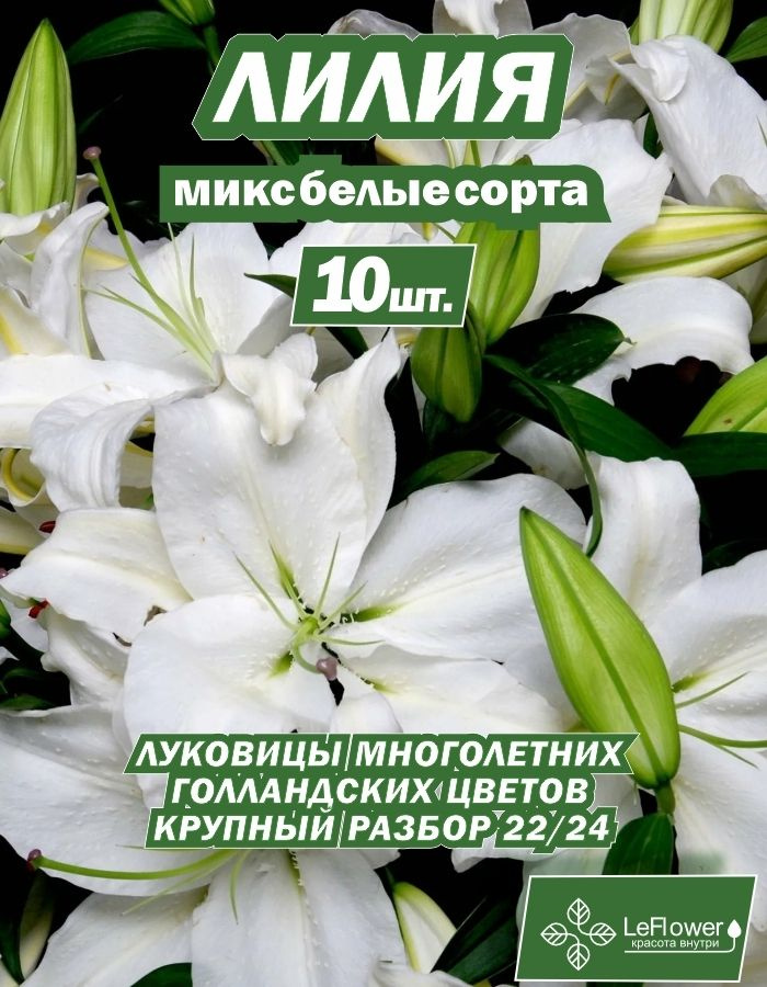 Лилия белые сорта, 10 луковиц #1