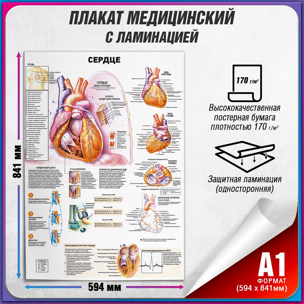 Информационный медицинский плакат "Сердце человека" / ламинированный / А-1 (60x84 см.)  #1