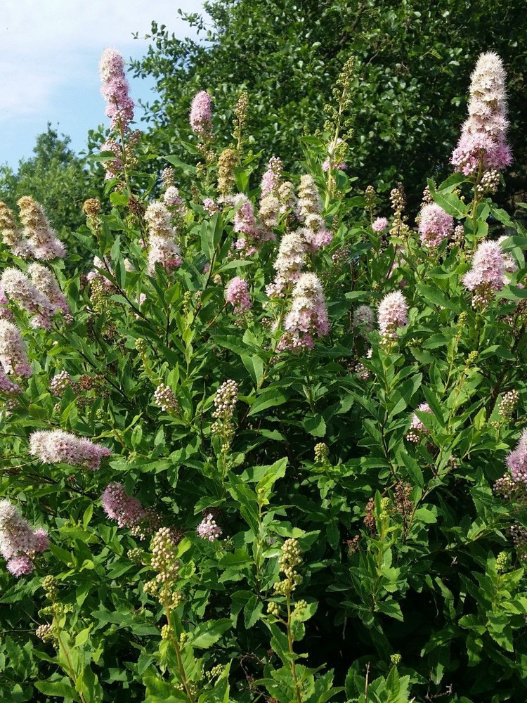 Семена Спирея иволистная (Spiraea salicifolia), 30 штук #1