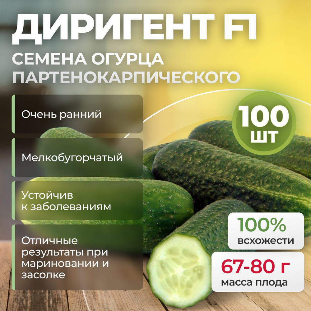 ДИРИГЕНТ F1 семена огурца очень раннего, 100 шт. (Rijk Zwaan / ALEXAGRO). Высокоурожайный, короткоплодный #1