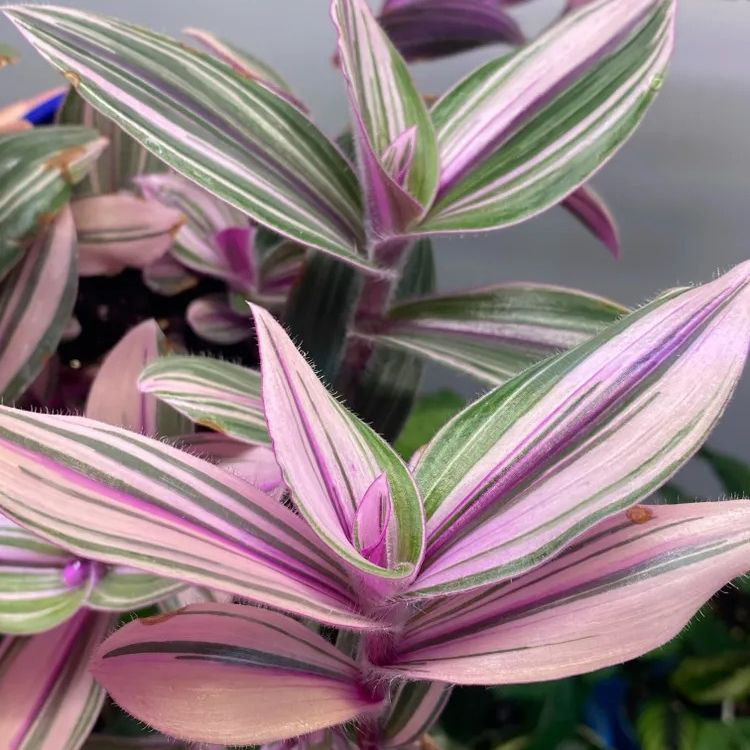 Легинс киген сексуалды қыздың видеосы