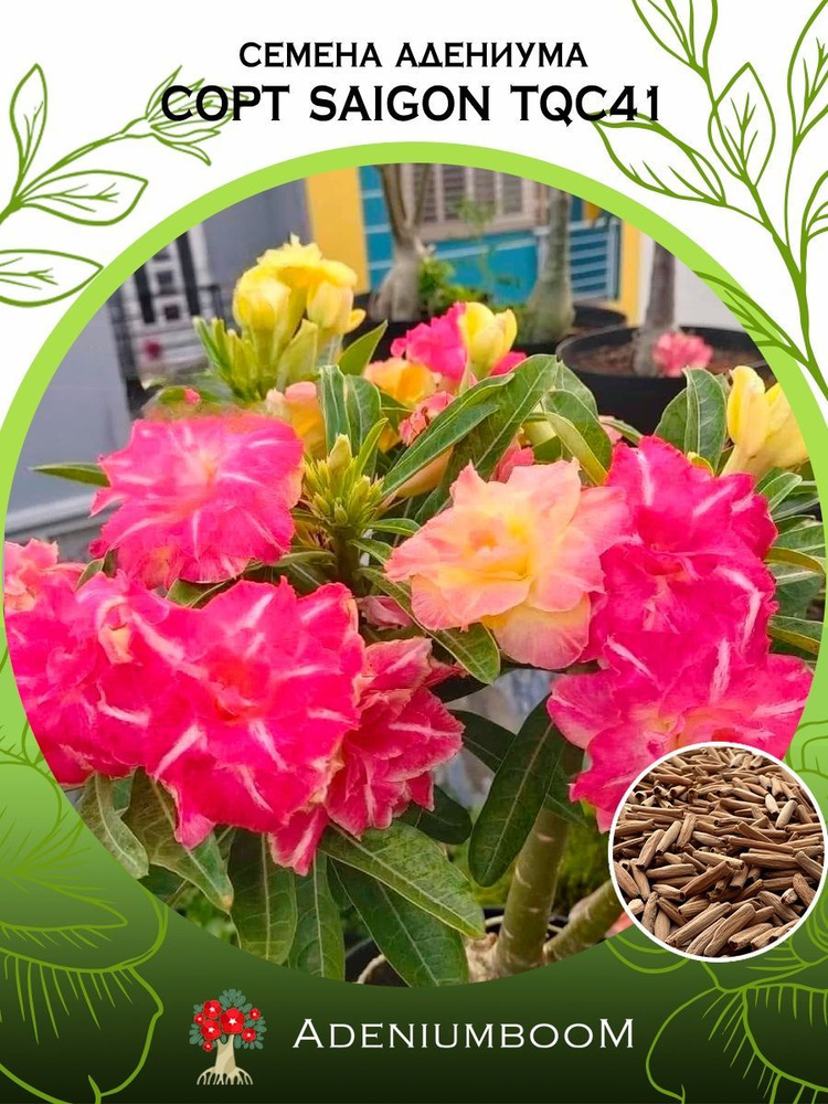 Семена Адениума Обесум от Saigon Adenium TQC41 (4шт.) /семена редких комнатных цветов, суккулентов многолетних, #1