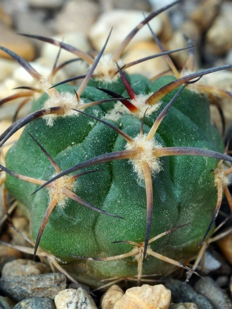 Семена Кактус Acanthocalycium munitum VG1121, 5 штук #1