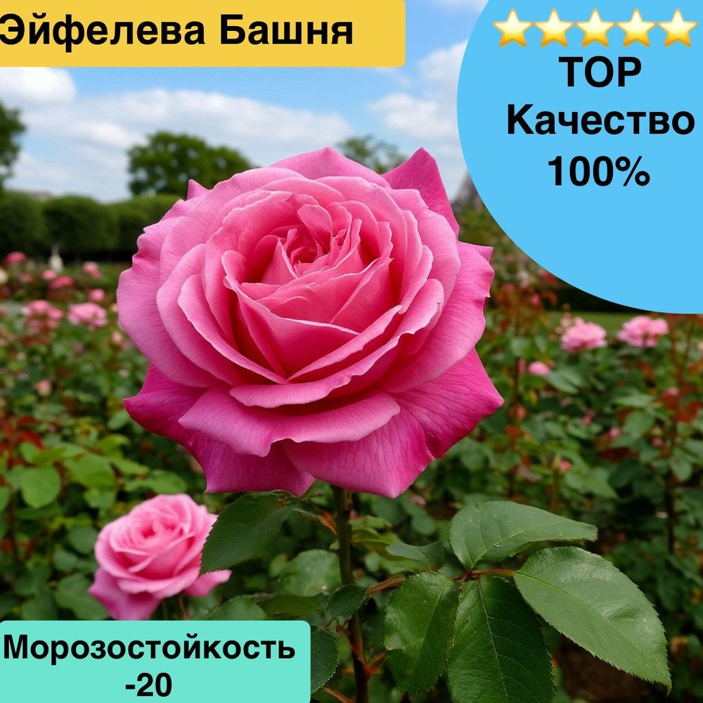 Роза Эйфелева башня #1