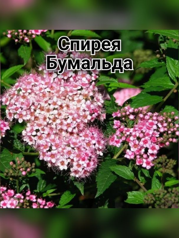 Спирея Бумальда #1