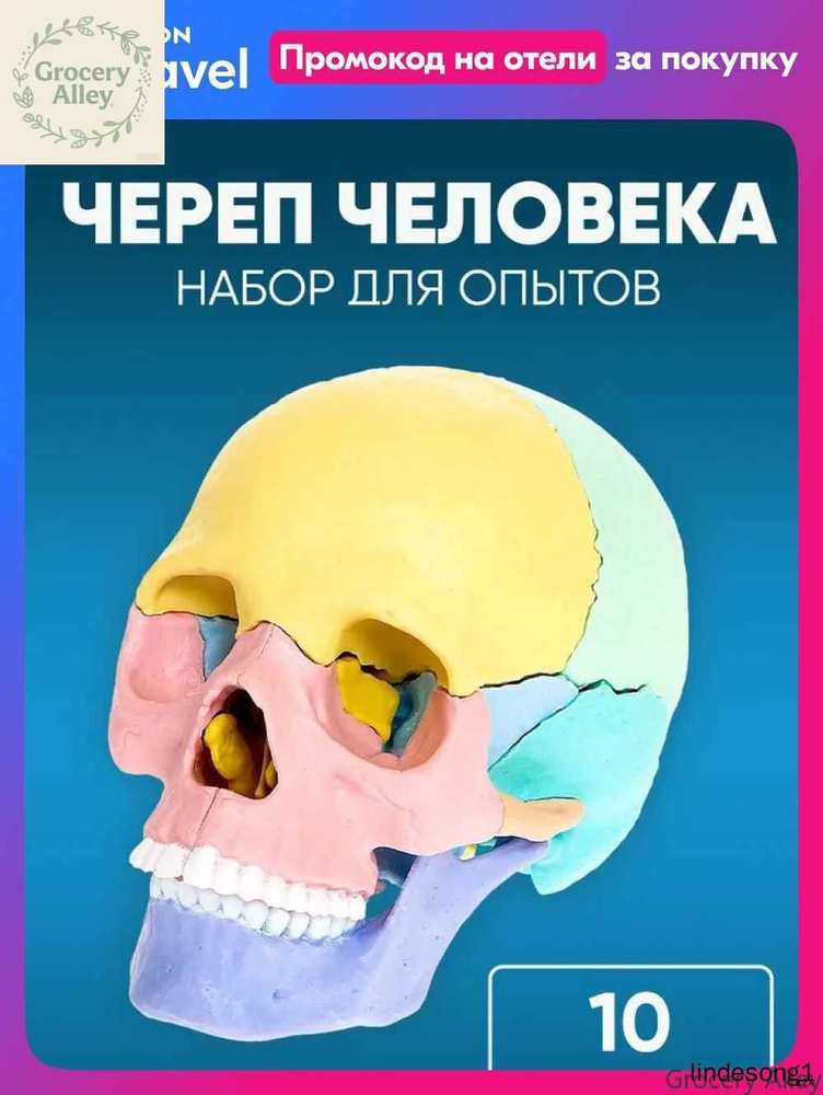 Анатомическая модель #1