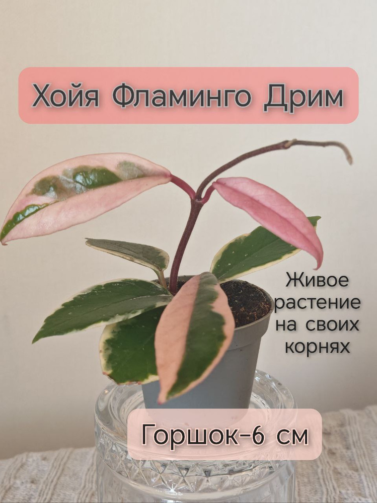 Хойя Фламинго Дрим , живое растение, горшок 6см #1