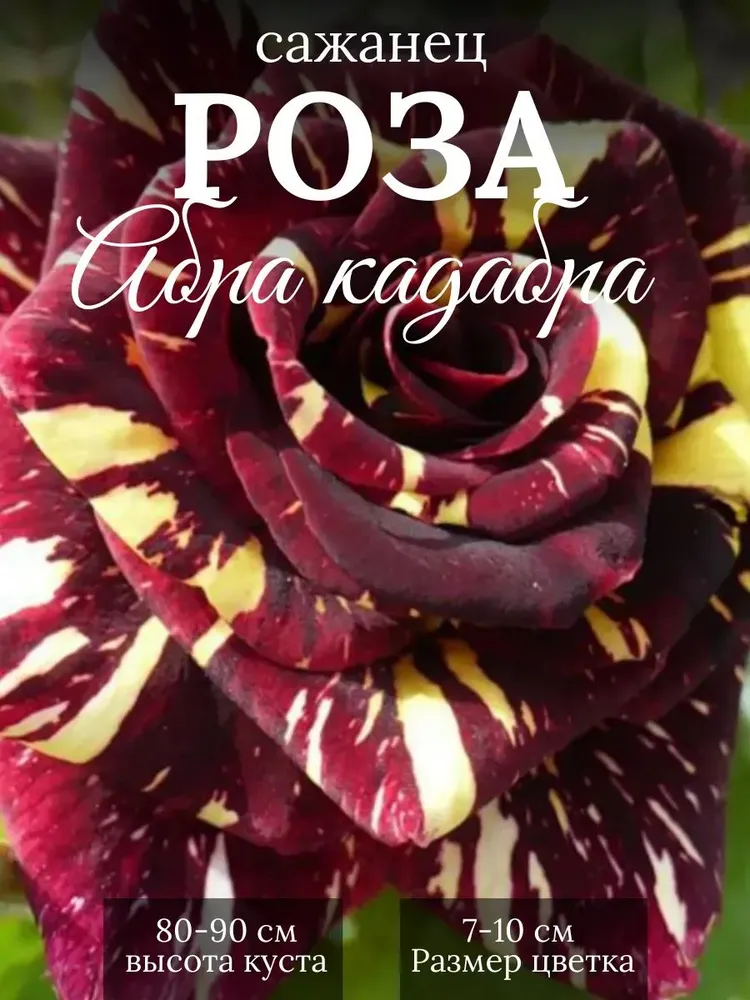 Саженец розы "Абракадабра", вариант