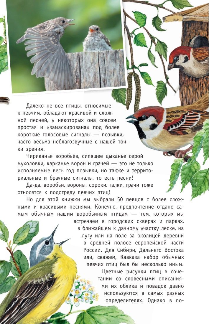 Певчие птицы. Средняя полоса европейской части России. Определитель с голосами птиц | Songbirds of the Central European Russian Plain: Field Guide with Voices - Ozon image 5