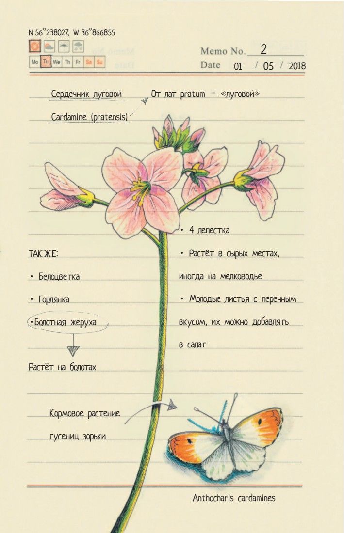Секреты родной природы. Дневник маленьких открытий на каждый день | Secrets of Nature: A Diary of Daily Discoveries - Ozon image 6