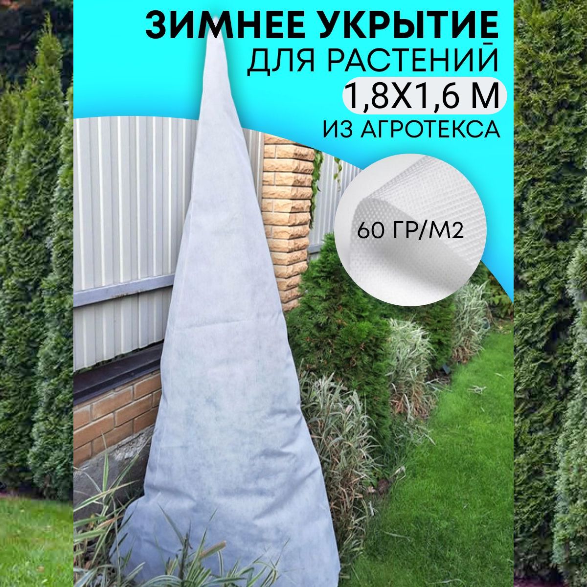 Туя, укрытая на зиму