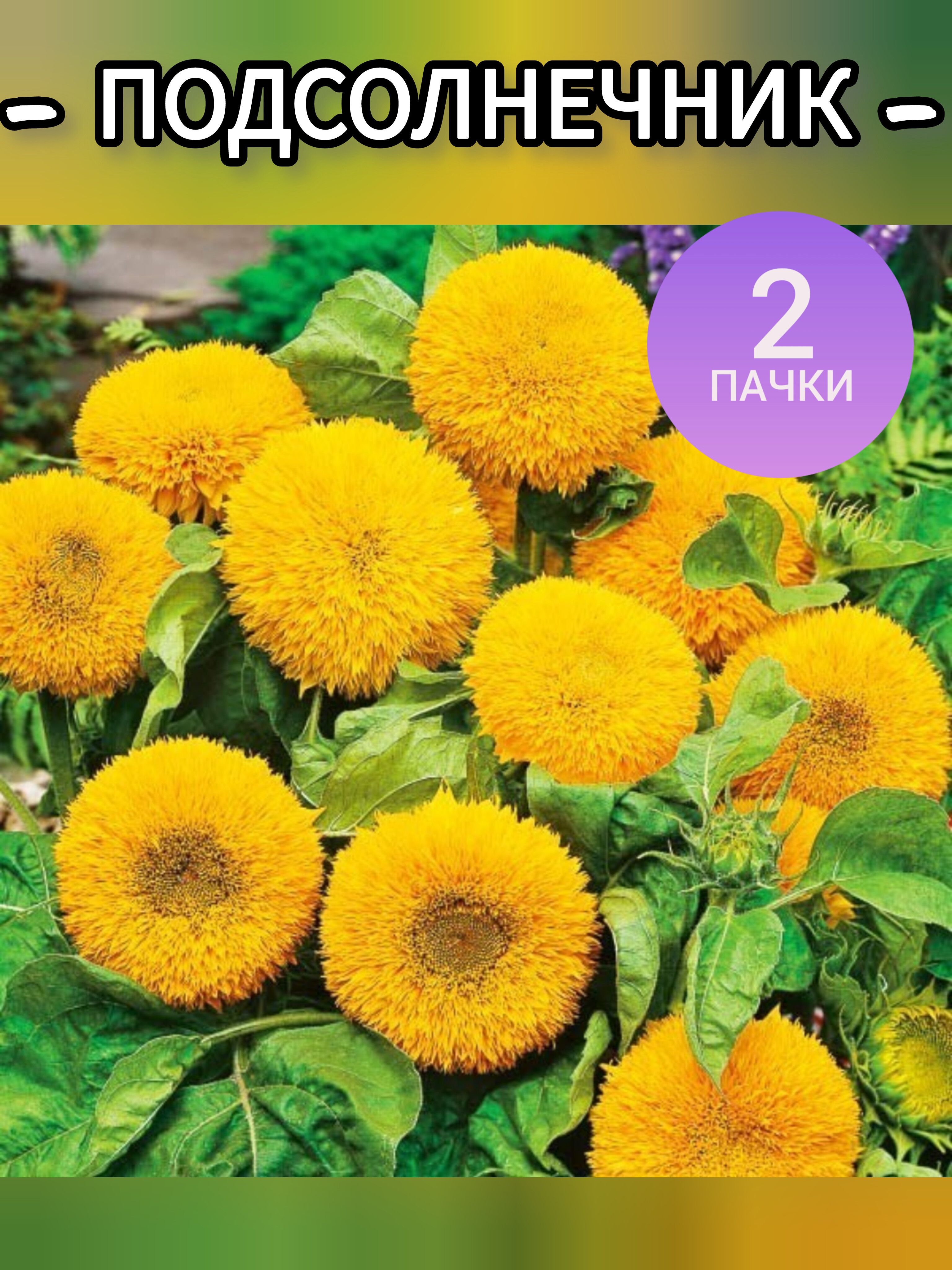 Подсолнечникмахровый,семенацветов