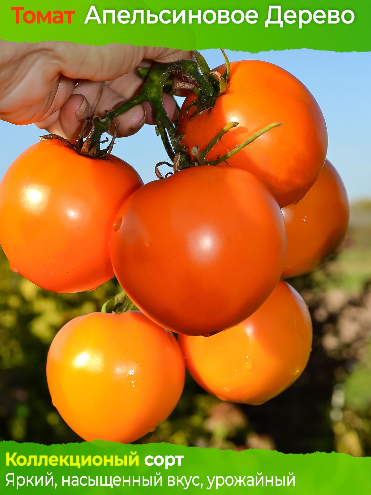 Томат Оля F1