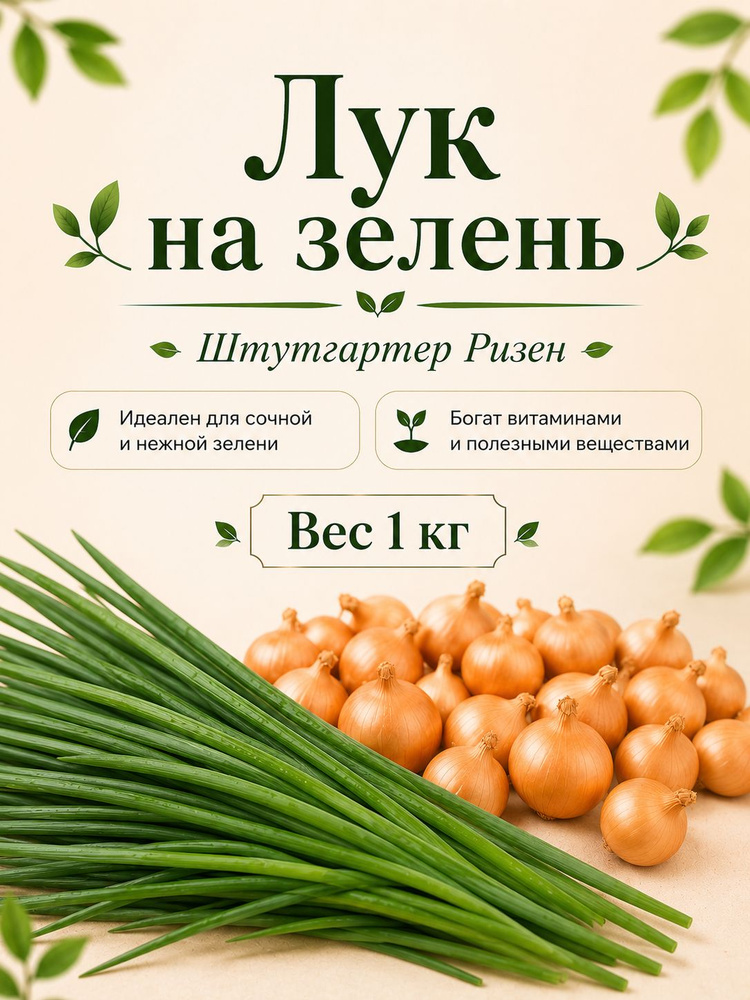 Лук выборка на зелень Штутгартер Ризен 1 кг Урожай 2026 года #1