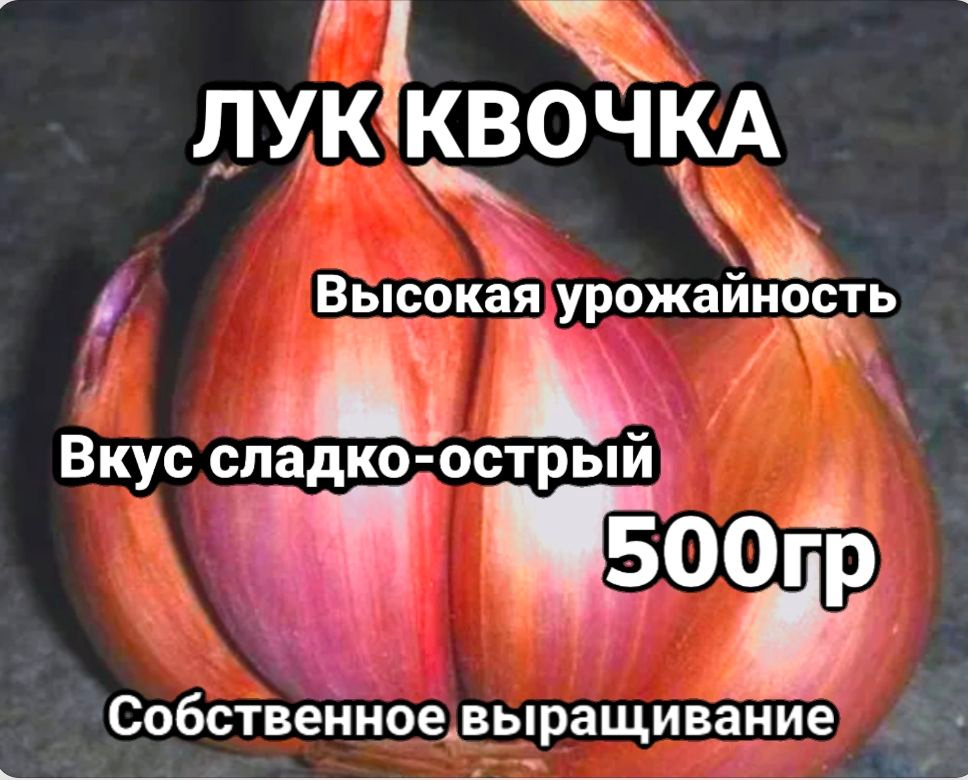 Лук Квочка... #1