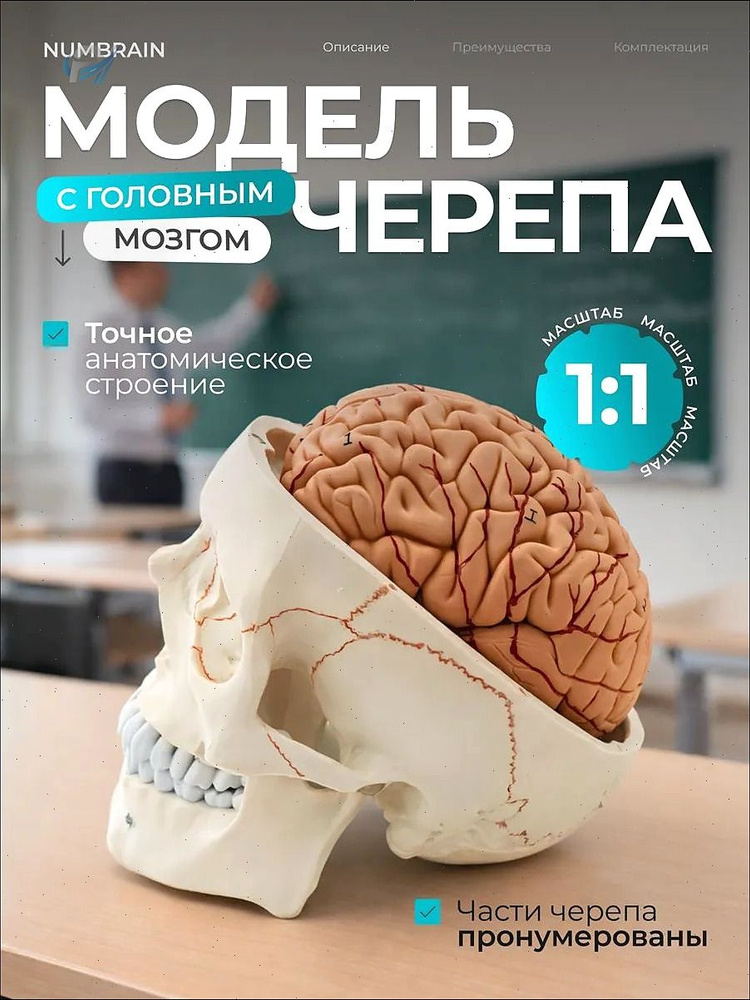 Анатомические модели #1