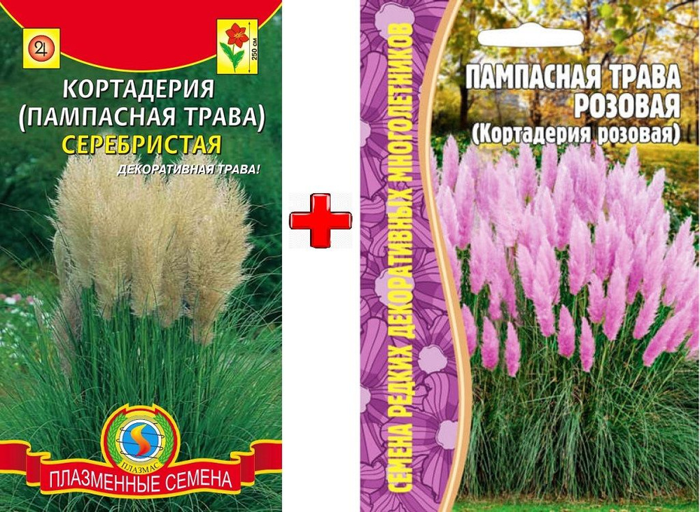 ПАМПАСНАЯ ТРАВА: купить семена пампасной травы почтой | «ФАЗЕНДА»