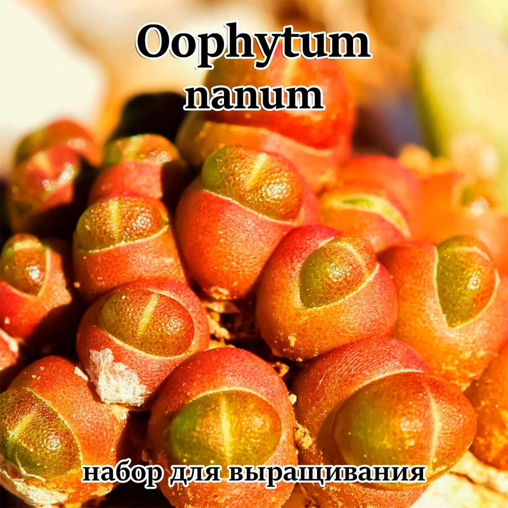 Oophytum nanum (набор для выращивания) #1