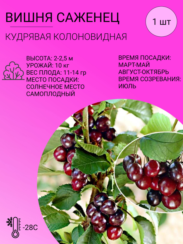 Вишня, плодово-ягодное дерево, саженец 1 шт #1