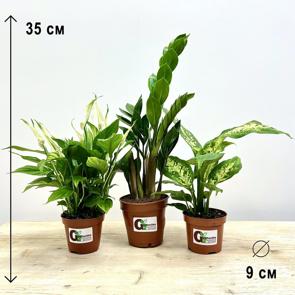 Набор 3 растения (d9): Замиокулькас, Диффенбахия, Спатифиллум, высота 25-40см  #1