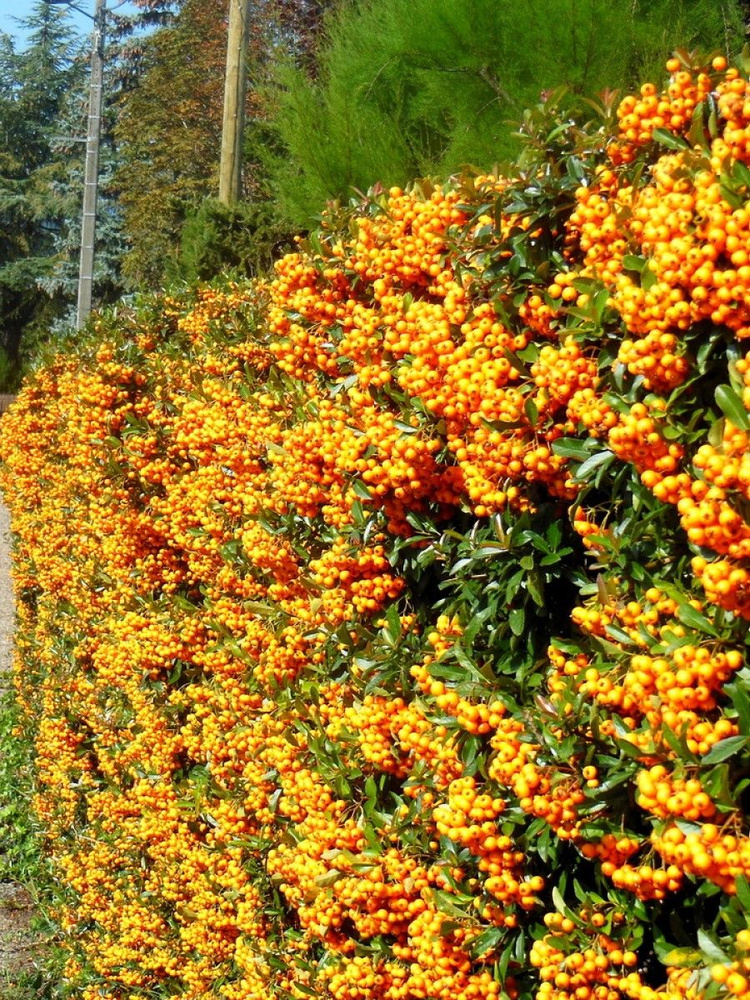 Семена Пираканта шарлаховая желтая (Pyracantha coccinea), 15 штук #1