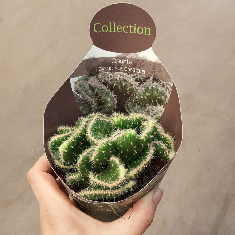 Опунция, Кактус Опунция цилиндрическая кристата кактус, 10 дм, 1 шт ...
