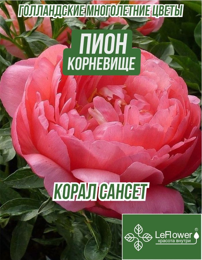 Пион Корневище, Корал Сансет, 1шт #1