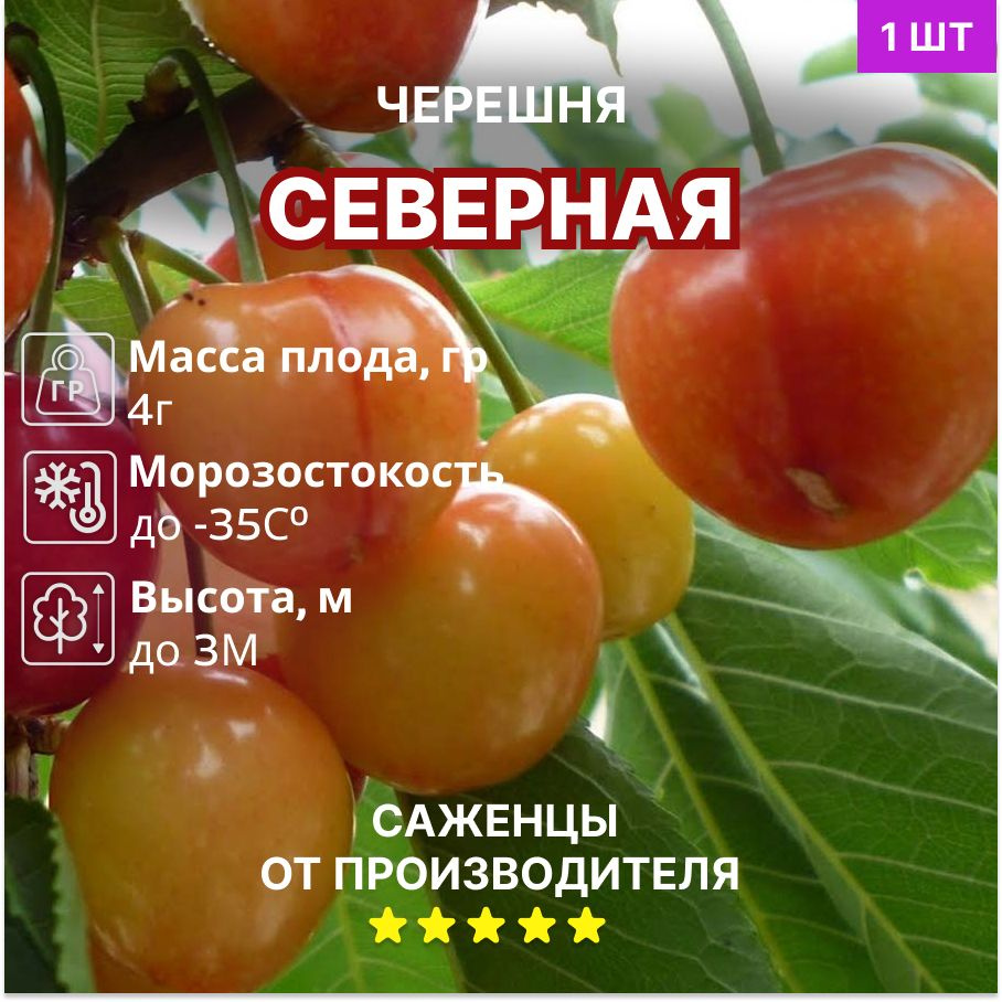 Черешня Северная #1