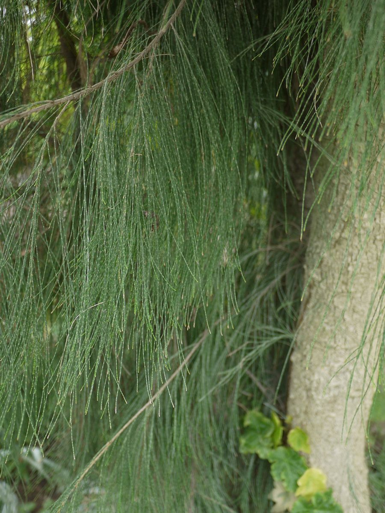 Семена Казуарина хвощевидная (Casuarina equisetifolia), 10 штук #1