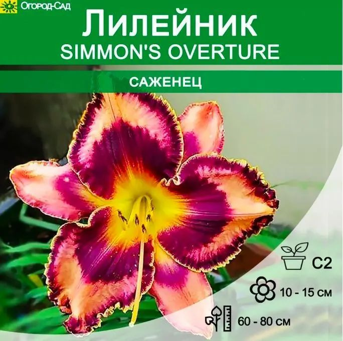 Лилейник SIMMON' S OVERTURE в горшке 2литра. #1