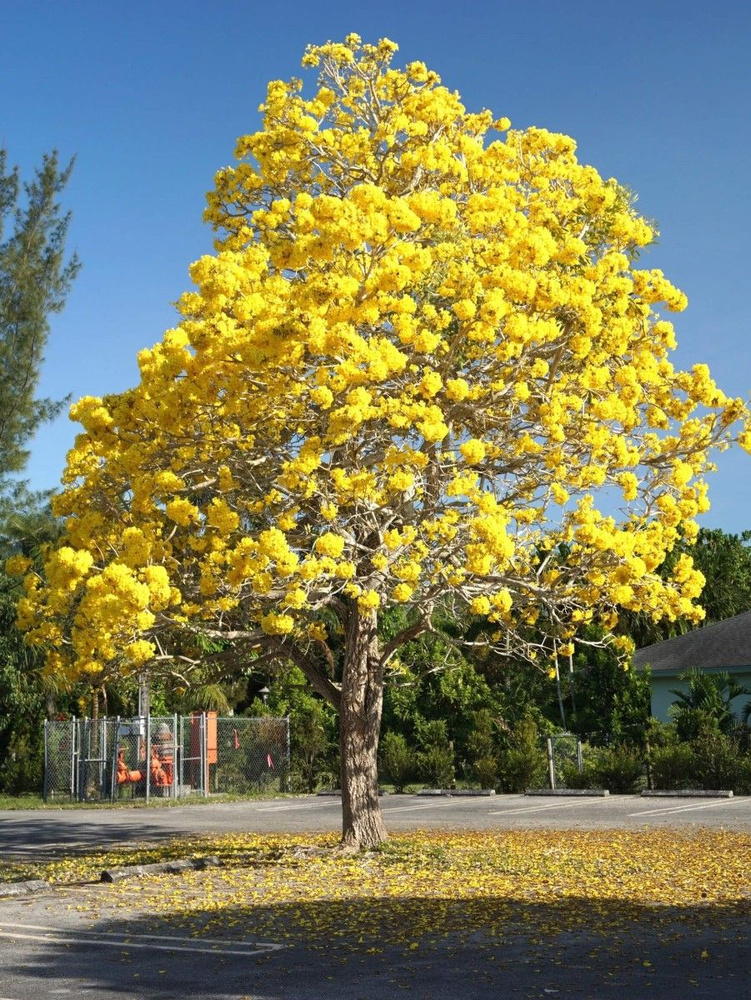 Семена Табебуйя золотистая (Tabebuia chrysotrica), 15 штук #1