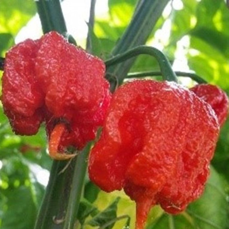 Семена Острый перец Carolina Reaper (Каролинский жнец), 5 семян + подарок  #1