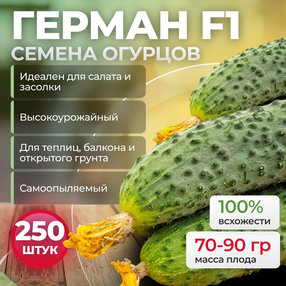 Семена огурцов Герман F1 250 шт. партенокарпические от Seminis / ALEXAGRO для открытого грунта и теплиц #1