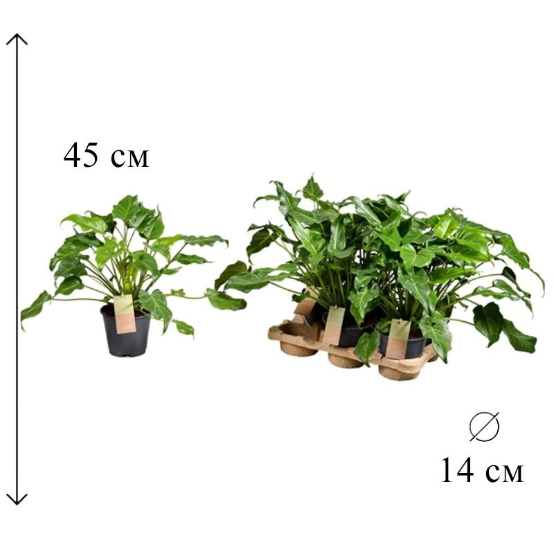 Филодендрон Ксанаду 14/45 см #1