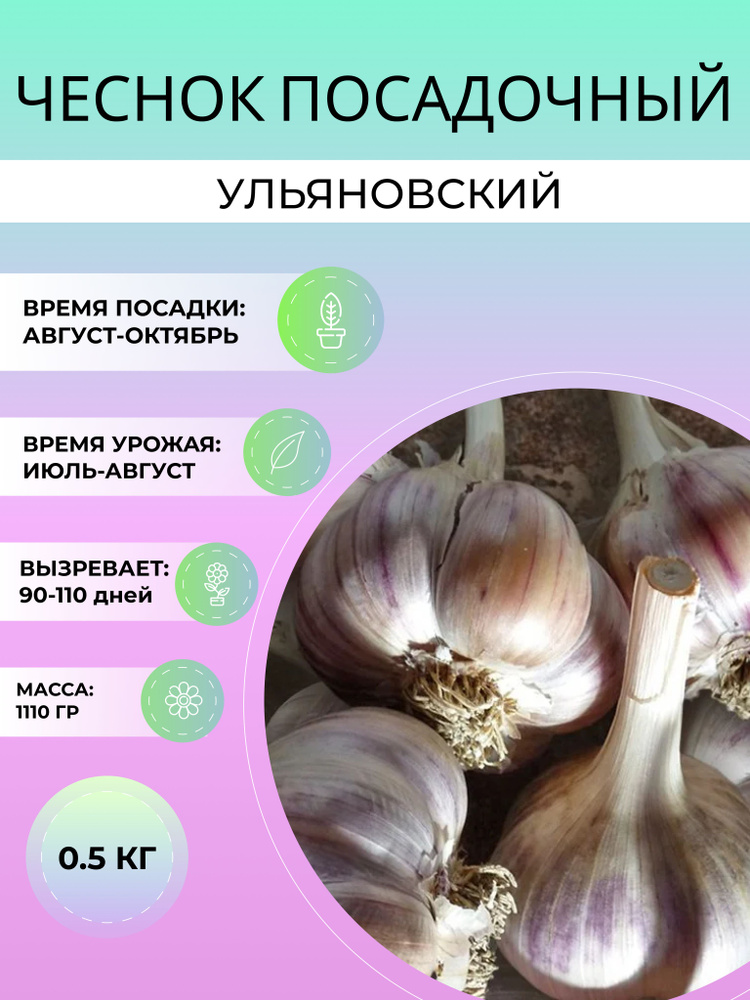 Чеснок Ульяновский посадочный озимый 0.5 кг #1