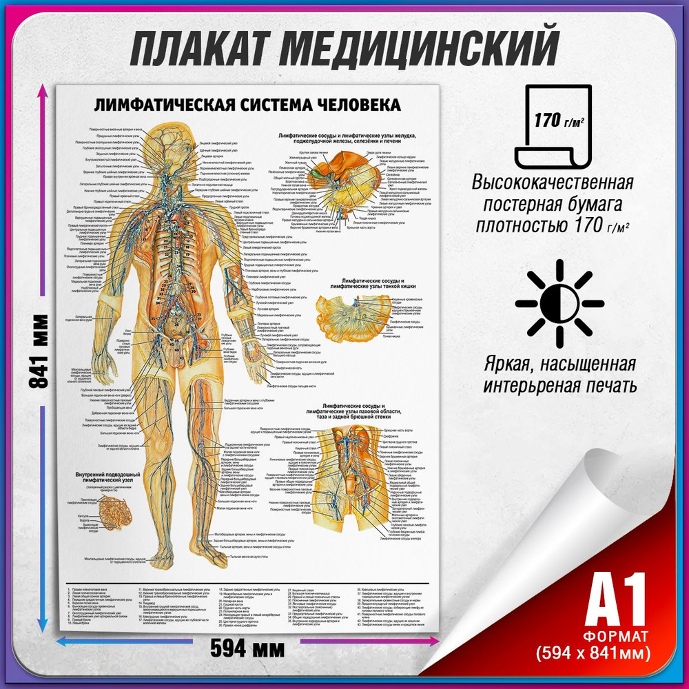 Информационный медицинский плакат "Лимфатическая система человека" / А-1 (60x84 см.)  #1