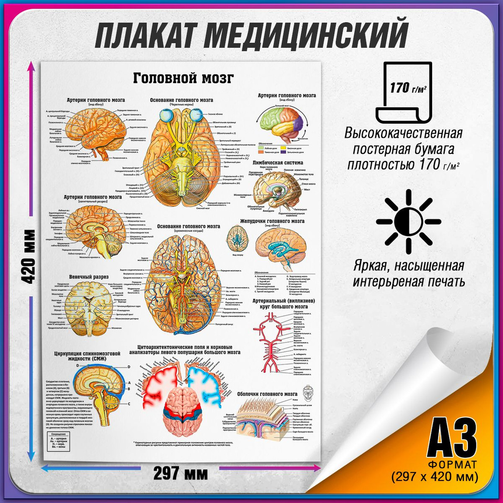 Информационный медицинский плакат "Головной мозг" / А-3 (30x42 см.)  #1