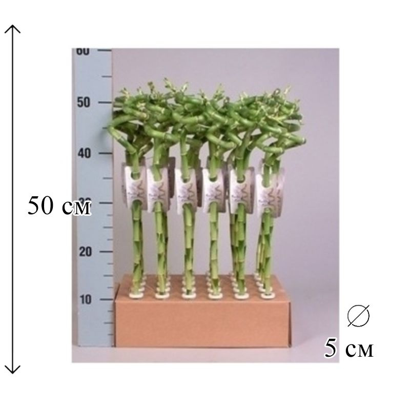 Драцена Лакки Бамбук (спираль) 5/50 CF #1