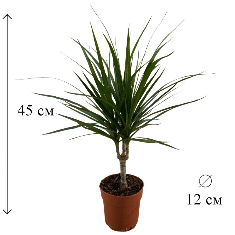 Драцена Маргината 1 ств 12/45 CF #1