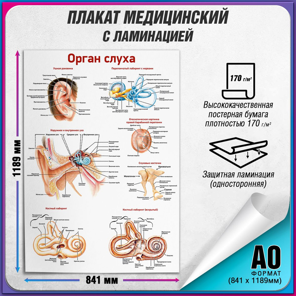 Информационный медицинский плакат "Орган слуха" / ламинированный / А-0 (84x119 см.)  #1