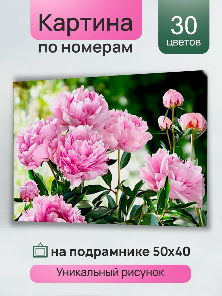 Холст с красками 40х50 см на подрамнике 30 цветов Распустившиеся розовые пионы (Арт.Х-4635)Картина по #1