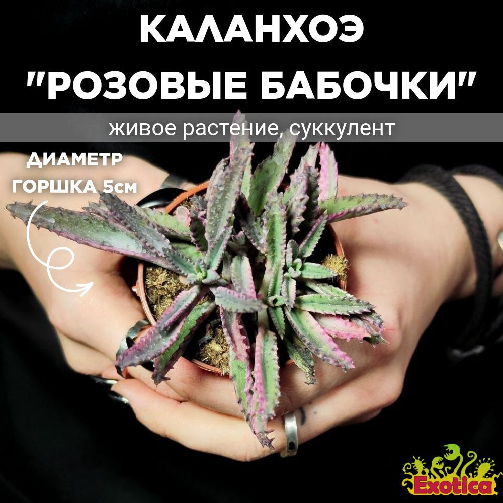 Каланхоэ "Розовые Бабочки" (Kalanchoe Pink Butterfly) D5см #1