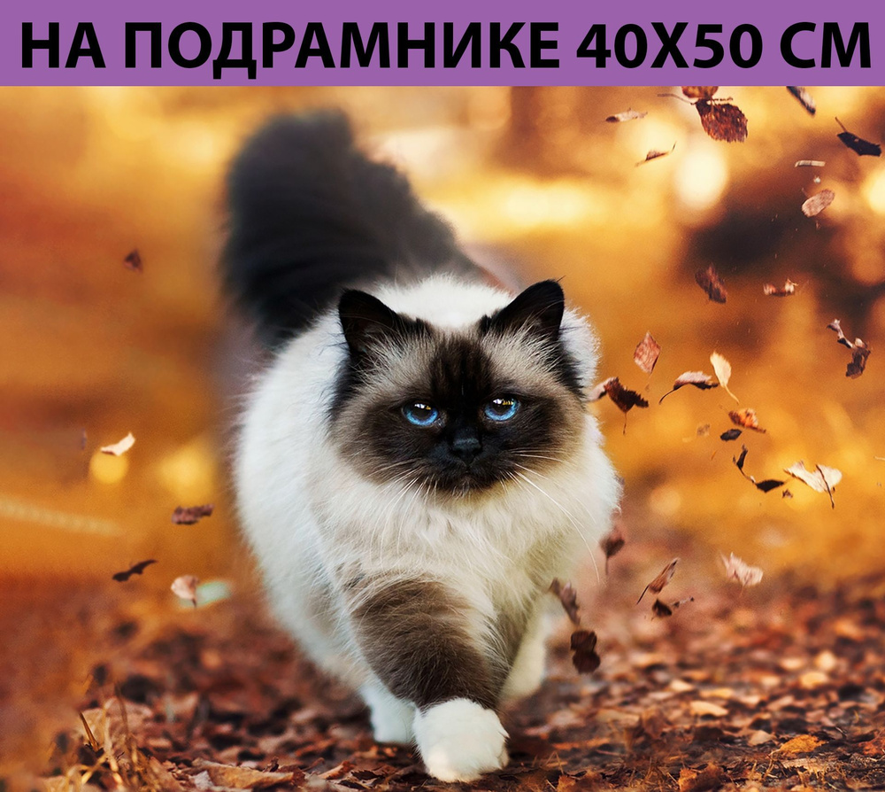 Алмазная мозаика на подрамнике 40х50 Котик Природа, алмазная вышивка на подрамнике 40х50, картина стразами, #1